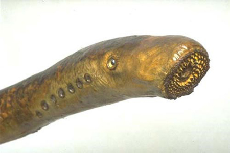 Cá mút đá biển không chỉ giống hình dạng của dương vật mà còn có hàm răng và hai mắt quái đản.