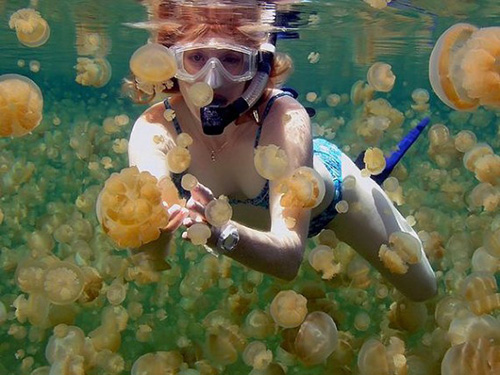 Hồ Jellyfish (Hồ sứa) là một hồ nước nằm trên đảo Eil Malk ở Palau. Đúng như tên gọi của nó, hồ này là nơi cư ngụ của rất nhiều loại sứa với đủ loại kích thước.
