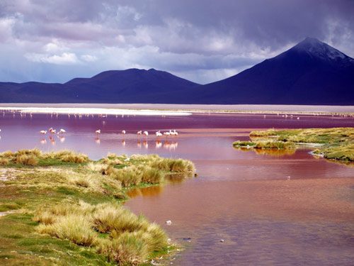 Màu nước nâu đỏ trong hồ Laguna Colorada (Bolivia) là do có sự tồn tại của loài tảo đỏ, những sinh vật phù du và nhiều loài vi sinh vật khác sinh sống.