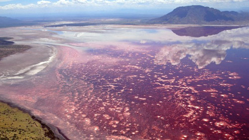 Hồ Natron ở Tanzania. Hồ này còn có biệt danh là “hồ tử thần” với nhiệt độ nước trong hồ lên tới 140 độ C.