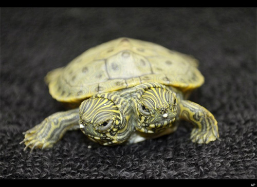 Rùa hai đầu ở vườn thú San Antonio, Mỹ. Chúng có phần thân dính vào nhau, và được đặt tên là là Thelma và Louise.