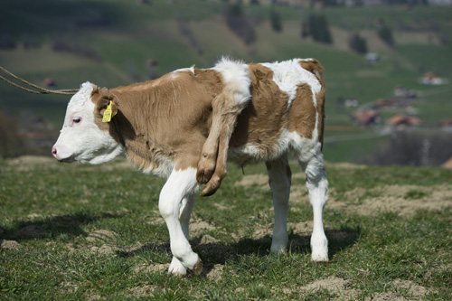 Một con bê 6 chân, với hai chân 'mọc' trên lưng ở Weissenburg, Thụy Sĩ. Con bê được sinh vào tháng 2/2012 và đặt tên là Lilli.