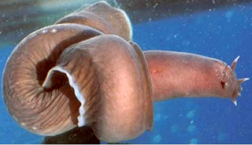 Cá Hagfish thường sống ở Thái Bình Dương, cách bảo vệ bảo thân của nó khá kinh tởm. Khi bị tấn công, nó phun ra một chất nhờn khiến kẻ thù ngạt thở.