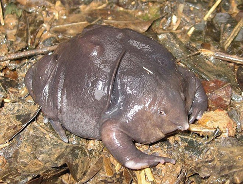 Ếch tía Ấn Độ hay ếch mũi lợn là một loài ếch màu tím có hình thù kỳ quái. Người dân Ấn Độ phát hiện chúng ở dãy núi Ghats vào cuối năm 2013. Theo các nhà khoa học, chúng xuất hiện trên trái đất từ hàng triệu năm trước.