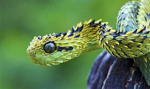 Rắn vảy sừng Bush Viper (Atheris) là một loài rắn có màu sắc lạ và những vây cứng nhọn trên cơ thể. Không tấn công con người và các động vật to lớn nhưng lượng nọc độc chúng tiết ra sau mỗi cú đớp có thể khiến người trưởng thành tử vong.