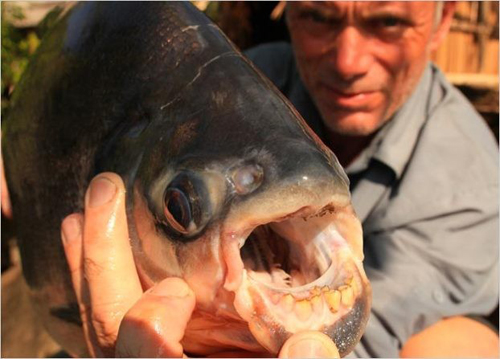 Cá Pacu là một loài cá nước ngọt ở Nam Mỹ. Chúng có bộ răng dạng khối, thẳng và cấu trúc tương tự như răng của con người. Cá Pacu có sở thích quái dị là ăn tinh hoàn người do nhầm lẫn với một loại hạt mà chúng thích.