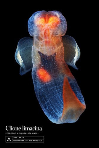 Clione limacina, một loài thiên thần biển được tìm thấy từ mặt biển đến độ sâu 350 m. Loài này sinh sống ở cả Bắc Băng Dương và biển Nam Cực.