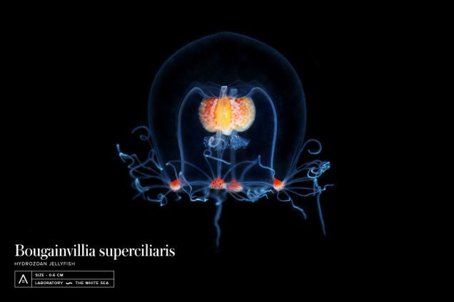 Con sứa Bougainvillia superciliaris với thân hình trong suốt khiến bất kỳ ai cũng thích thú khi ngắm nhìn.