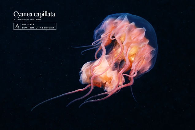 Loài sứa bờm sư tử (tên khoa học Cyanea capillata) này có kích thước lớn nhất trong các loài sứa được biết, thường sống ở những vùng nước lạnh.