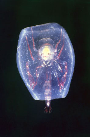 Loài động vật trông như quả cầu phát sáng thuộc nhóm động vật giáp xác chân hai loại (amphipod) Phronima, nó có thể sản suất chất keo sệt tựa như cái thùng bao quanh cơ thể.