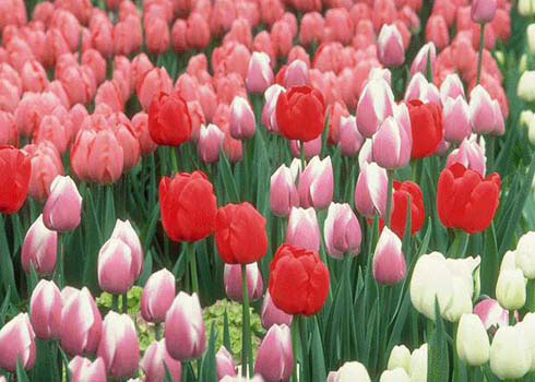 Tulip: Tên khoa học là Tulipa spp. Củ cây có chất Tulipene, ăn phải sẽ gây chóng mặt, buồn nôn.