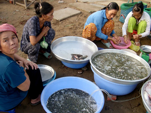 Chợ cá linh non mùa lũ ở huyện An Phú, dù họp dã chiến nhưng chính là nơi thu mua cá linh lớn nhất để phân phối đi các nơi. Hàng ngày, ngoài ngư dân miền Tây còn có nhiều ngư dân Campuchia mang cá sang bán.