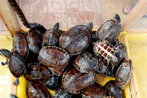 Mùa lũ cũng là mùa nhiều điểm bán rùa mọc lên. Các loại rùa quý hiếm cũng có mặt tại chợ, với giá bán từ 280.000 đến 350.000 đồng/kg, nhưng phần nhiều khách hàng là các nhà hàng, quán ăn lớn.