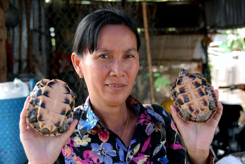 Bà Ngô Phương Mai, bán rùa tại chợ Khánh An, cho biết, cứ vào mùa nước nổi là bà sang Campuchia mua rùa về bán, vì loài này trong nước giờ rất hiếm. Giá rùa mùa lũ thường rẻ bằng một nửa so với các tháng khô.