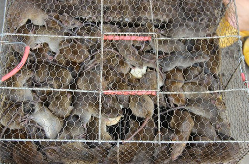 Không chỉ mua chuột về chế biến các món ăn, người dân Cà Mau còn làm mồi cho trăn, rắn nuôi.