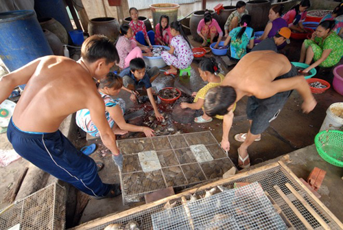 Chợ Phù Dật ở xã Bình Long, huyện Châu Phú (An Giang) được xem là chợ chuột lớn nhất miền Tây. Mỗi ngày nơi đây cung cấp hàng chục tấn chuột đồng cho các quán nhậu ở ĐBSCL và TP.HCM.