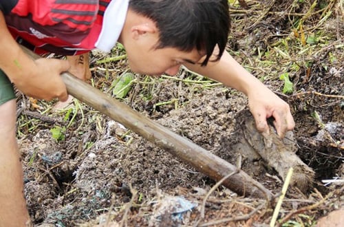 Nhiều chú chuột bị nước bơm vào hang vẫn không chịu chui ra buộc 'thợ săn' phải dùng xẻng đào vào tận đáy hang mới bắt được.