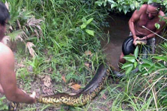 Sebastien Bascoules, một giáo viên dạy toán 39 tuổi sống tại thị trấn Matoury (tỉnh Guyane, Pháp) đã chiến đấu và bắt sống một con trăn anaconda dài 5,2 m và nặng 79,5kg.