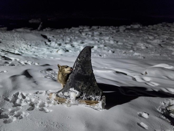Một chú chó của người Inuit đứng cạnh một cái vây con cá heo vừa được xẻ thịt.