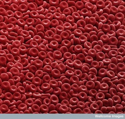 Tế bào máu có màu đỏ, phóng đại hơn 11.000 lần.