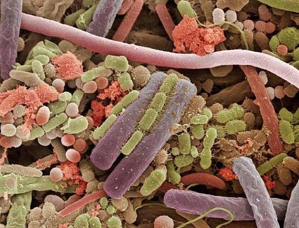Vi khuẩn trên bề mặt của lưỡi con người được phóng đại hàng nghìn lần.