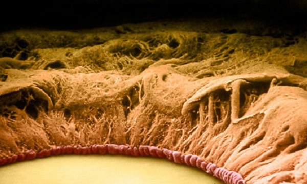 Trên là hình ảnh thực sự của mắt ở người thông qua kính hiển vi điện tử.
