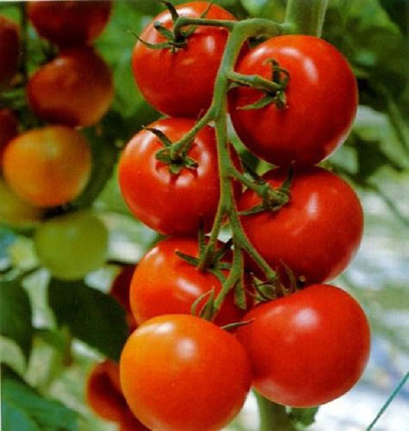 Cà chua được xem là phương pháp giảm cân mới nhất của phụ nữ Nhật, loại quả này mọng nước, giàu chất xơ và vitamin C, A, chứa lượng calo rất thấp và đặc biệt nó giúp bạn giảm được ít nhất 2kg trong 1 tháng.