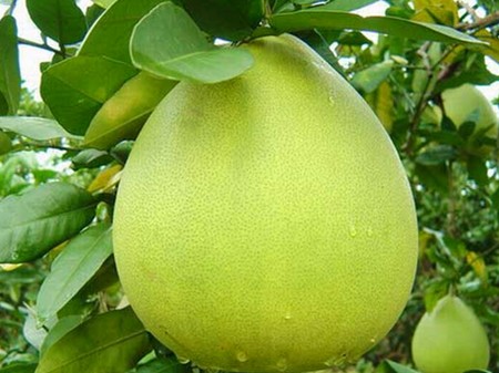 Bưởi: Đây là loại trái cây giúp làm tiêu mỡ bụng hiệu quả nhất mà rất nhiều người thường hay sử dụng.