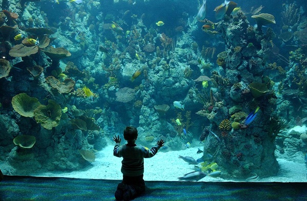 'The Deep Aquarium' ở Hull của Anh tuy không có kích thước khổng lồ nhưng vẫn là một trong những thủy cung ấn tượng nhất thế giới. Đây là nơi sinh sống của 7 loài cá mập và hơn 3.500 loài sinh vật biển.