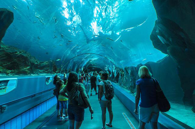 Nằm ở thành phố Atlanta, bang Georgia, Mỹ, thủy cung Georgia là thủy cung lớn nhất thế giới. Sự hiện diện của hơn 120.000 động vật biển ở đây sẽ khiến du khách cảm thấy hoàn toàn choáng ngợp.