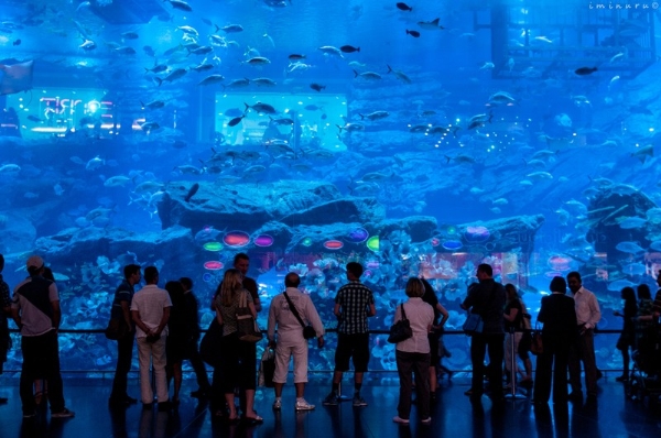 Nằm trong trung tâm thương mại Dubai, thủy cung và trung tâm nghiên cứu này tự hào với tấm Acrylic Panel (tấm kính của bể cá) lớn nhất thế giới.