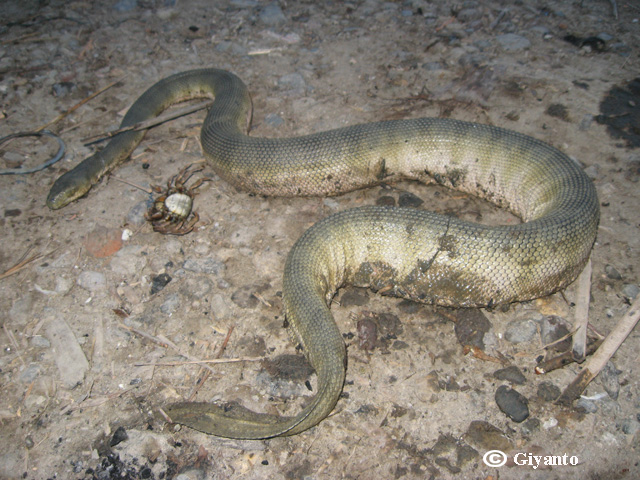 Loài rắn này sở hữu chiếc đầu tương đối nhỏ và mồm giống như mỏ chim.