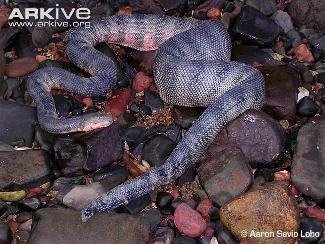 Thức ăn chủ yếu là cá tra, con rắn biển có mỏ cũng sẽ ăn cá nóc và cá khác hoặc đôi khi loài mực ống .