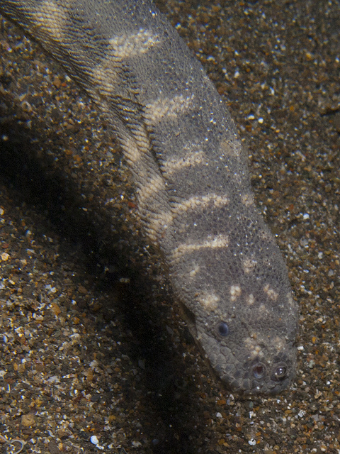 Hầu hết các loài rắn biển hiếm khi cắn, và thường không tiêm nọc độc nhiều, nhưng rắn có mỏ là loài thực hiện hành vi này nhiều nhất.