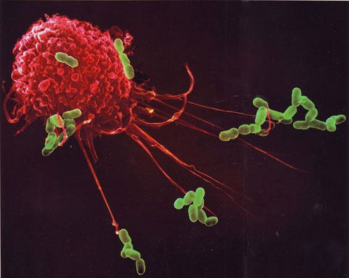 Một đại thực bào đang 'bắt giữ' các vi khuẩn E-coli (màu đỏ).