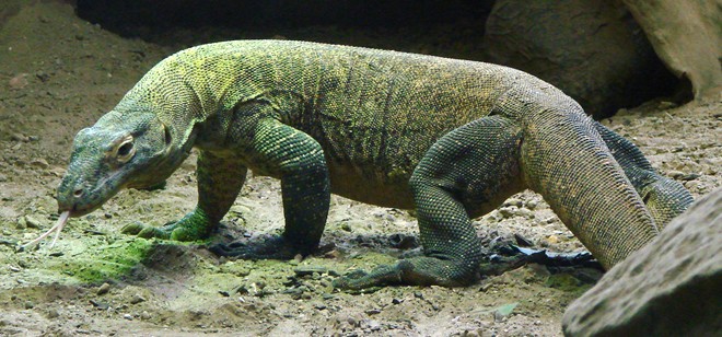 Các nhà khoa học cho biết, rồng Komodo có họ gần với khủng long, nhóm động vật đã tuyệt chủng từ hàng chục triệu năm trước.