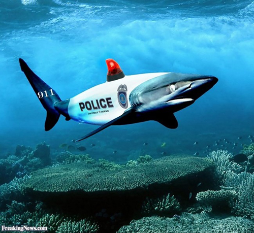 Để rút kinh nghiệm cho lần sau, nhiều người đưa ra ý tưởng 'lấy độc trị độc', để cá mập làm cảnh sát biển.
