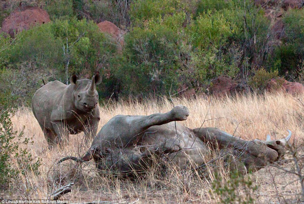 Sau khi voi rừng bỏ đi, tê giác con mới từ bụi cây ra gần mẹ.