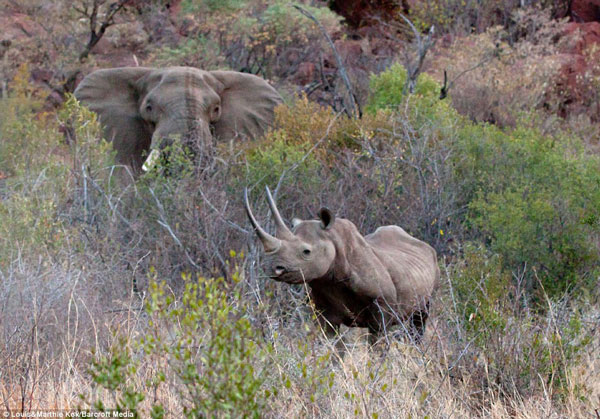 Là hai gã khổng lồ của thiên nhiên, những cuộc đối đầu của tê giác và voi là những trận chiến kinh hoàng.