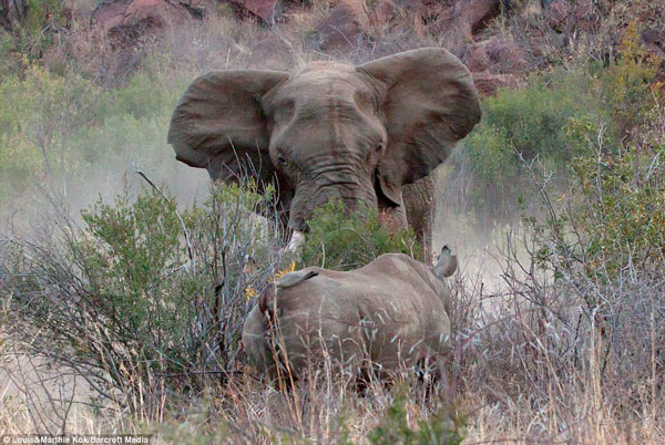 Lần này, con voi đựa điên cuồng tấn công mẹ con tê giác châu Phi.