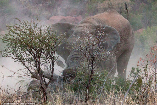 Với sức mạnh và thể hình to lớn hơn, voi chiếm ưu thế trước tê giác.