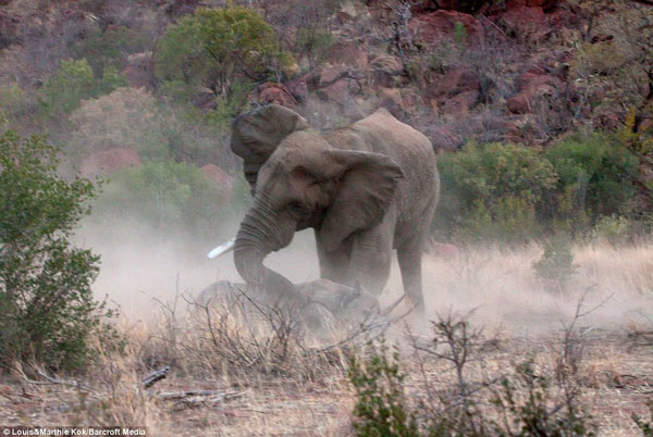 Dù rất cố gắng nhưng tế giác cũng phải chịu đầu hàng trước voi.