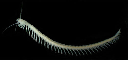 Remipedes có chiều dài 10 - 40 mm và có tới 42 chân.