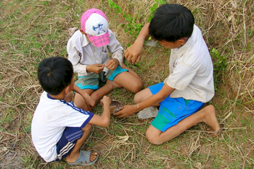 Sau khi gặt xong, những cánh đồng trơ nguyên gốc rạ, nhiều trẻ em đổ dế, chơi chọi...