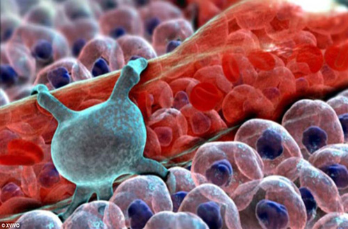 Pericytes (màu xanh) là tế bào được tìm thấy trong ống mao dẫn.