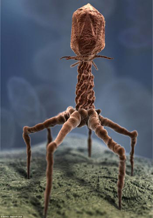 Hình dạng của một con virus được nhìn thấy dưới kính hiển vi.