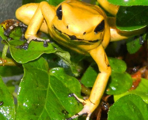 Màu sắc tươi sáng trên màu da của loài ếch phi tiêu là cảnh báo con người tránh xa vì ếch tiết ra độc tố qua da của nó. Nếu tiêm hoặc nuốt phải, một giọt chất độc có thể gây tử vong cho người.
