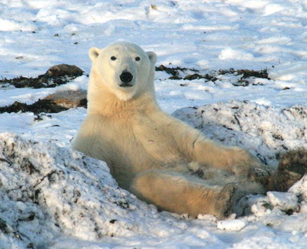 Các vụ gấu Bắc cực tấn công người trong thực tế cực kỳ hiếm, nhưng lịch sử nước Nga ghi nhận, gấu Bắc cực từng giết chết 19 người, là sát thủ có gương mặt ngây thơ, đáng yêu.