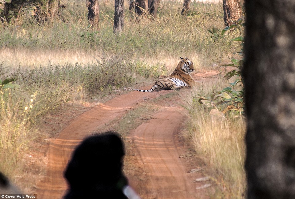 Và ra một con đường nằm nghỉ ngơi. Con hổ cái này đang mang thai và sắp đến ngày sinh. Có lẽ chính vì điều này mà nó có tình cảm đặc biệt với con hươu non vừa nãy.