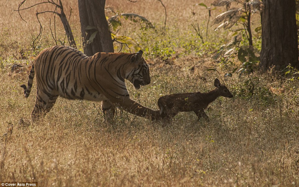 Con hổ có vẻ thích thú với món đồ chơi này. Ông Pawan Menon đã nghĩ rằng con hổ này quá độc ác khi coi con mồi như đồ chơi trước khi ăn thịt.